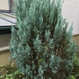 植木の伐採の金額を知りたいです