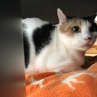 美人さん！三毛猫 仮名あんずちゃん