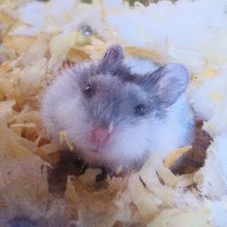 ８月28日生まれのパンダジャンガリアン？です