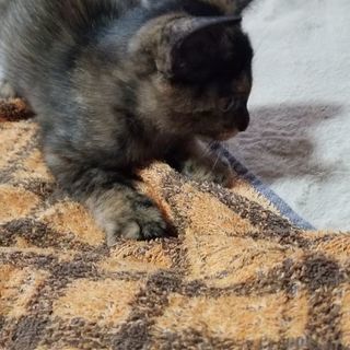 生後２ヶ月、飼い猫の仔猫(メス)をもらってください。 - 猫