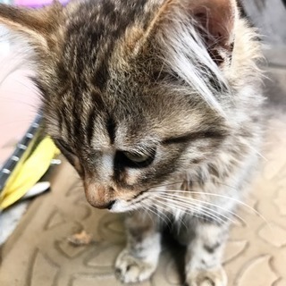 《札幌市》生後５ヶ月 子猫 里親募集！