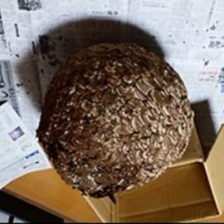 駆除された蜂の巣、探しています！