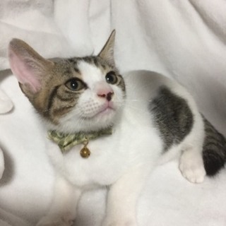 5カ月　個性的な柄に可愛いお顔♂ラムネくん