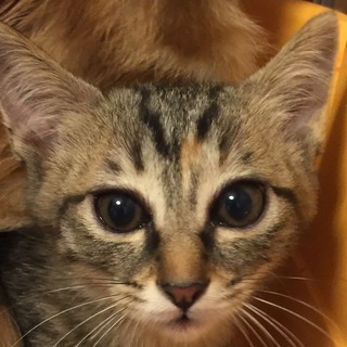 2カ月半　母猫が守っていた５兄妹♀みっちゃん