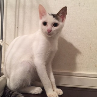 ５カ月 人慣ればっちりスリゴロ♀しらさぎちゃん