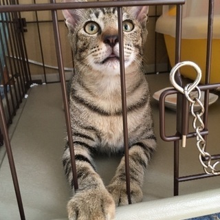 10ヶ月位の男の子の猫ちゃんの里親さん募集です