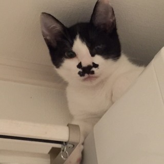 5カ月 ちょびヒゲが個性的　♂ペッパーくん - 猫