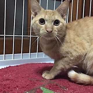 イケメン猫のレオン君。里親さん募集です。