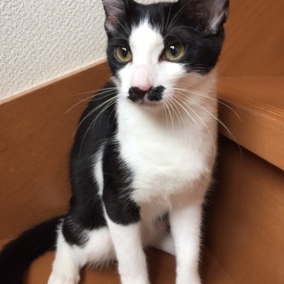 ５か月半　お留守番もＯＫ！♀レディーちゃん