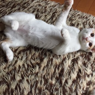 ５カ月半　くりくりおめめの女の子　♀白三毛あ～ちゃん - 猫