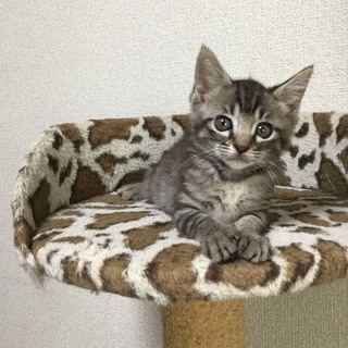 2カ月半　警察依頼で保護。瀕死から復活♂ピーポーくん − 東京都