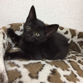 ２カ月半　のんびりお昼寝大好き♀あくびちゃん - 猫
