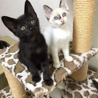 ２カ月半　のんびりお昼寝大好き♀あくびちゃん − 東京都