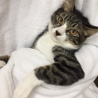 ５カ月　美猫で目ヂカラ強め！♀キワちゃん