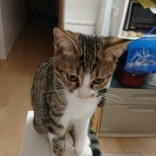 （早急）5月産まれの仔猫ちゃん里親さん募集中