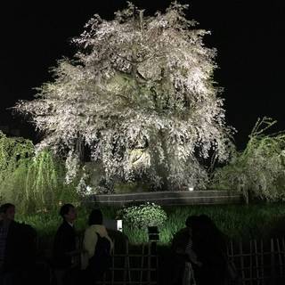 京都グルチャメンバー募集！！ − 京都府