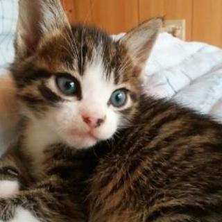 小猫