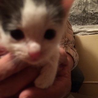 子猫の里親募集