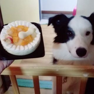 新しく家族に迎いいれて頂ける方