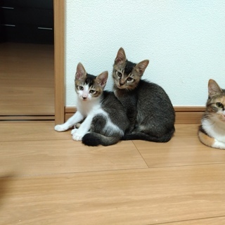 里親様募集させて頂きます。