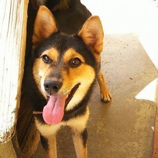柴犬ミックス里親募集