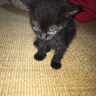 子猫です
