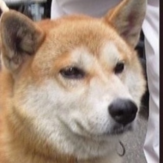新しい飼い主さん決定‼︎ありがとうございました。