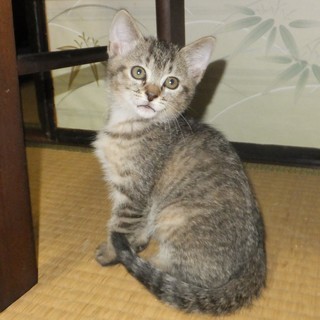 8月2日生まれの子猫2匹の里親募集