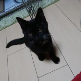 生後四ヶ月子猫