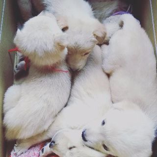 子犬５匹