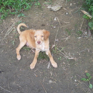 子犬もらって下さい！