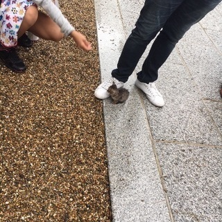 生後１ヶ月ほどの子猫です