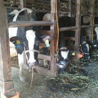 牧場のスタッフを募集します！※シニア・主婦歓迎の画像