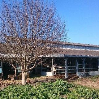 牧場のスタッフを募集します！※シニア・主婦歓迎の画像