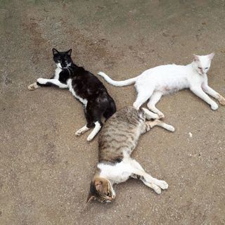 牧場のスタッフを募集します！※シニア・主婦歓迎の画像