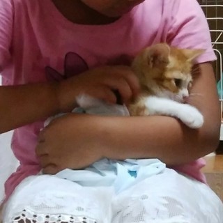 大事にしてくださる方に - 猫