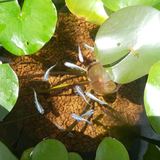 幹之メダカ他のMIX稚魚お譲りします