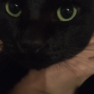 1歳8ヶ月　黒猫♂　里親募集の画像