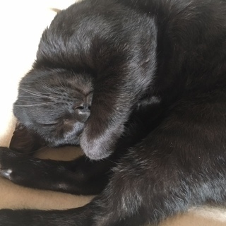 1歳8ヶ月　黒猫♂　里親募集 - 茅ヶ崎市