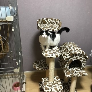 里親さん募集