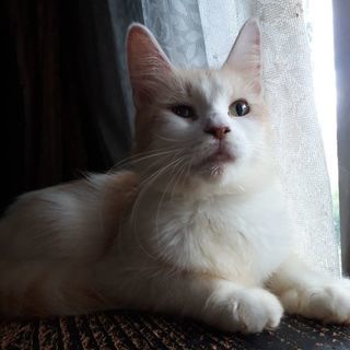 1歳くらいのメス猫で毛はフワフワ