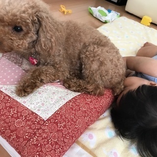 トイプードル レッド 5歳 メス