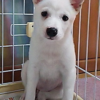 里親さん募集！！よく食べよく遊ぶ、2カ月越えの子犬です。