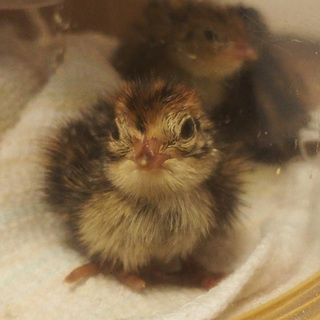 並ウズラのヒナ