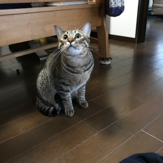 キジトラ