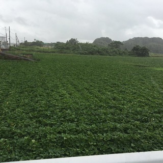 畑・田園・山・雑林・買います。