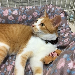 癒し系茶白ちゃん 6才