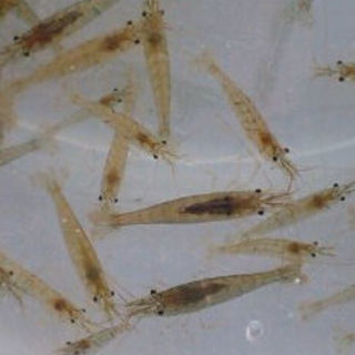 ミナミヌマエビ さし上げます