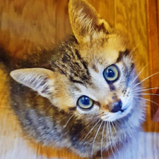 ★ハンサム子猫ちゃん★(3～4ヵ月前後)