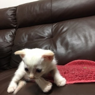 一か月の雄猫ちゃん